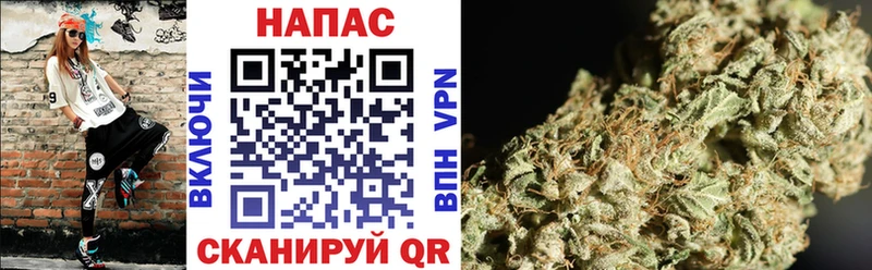где продают наркотики  Каргополь  Конопля планчик 